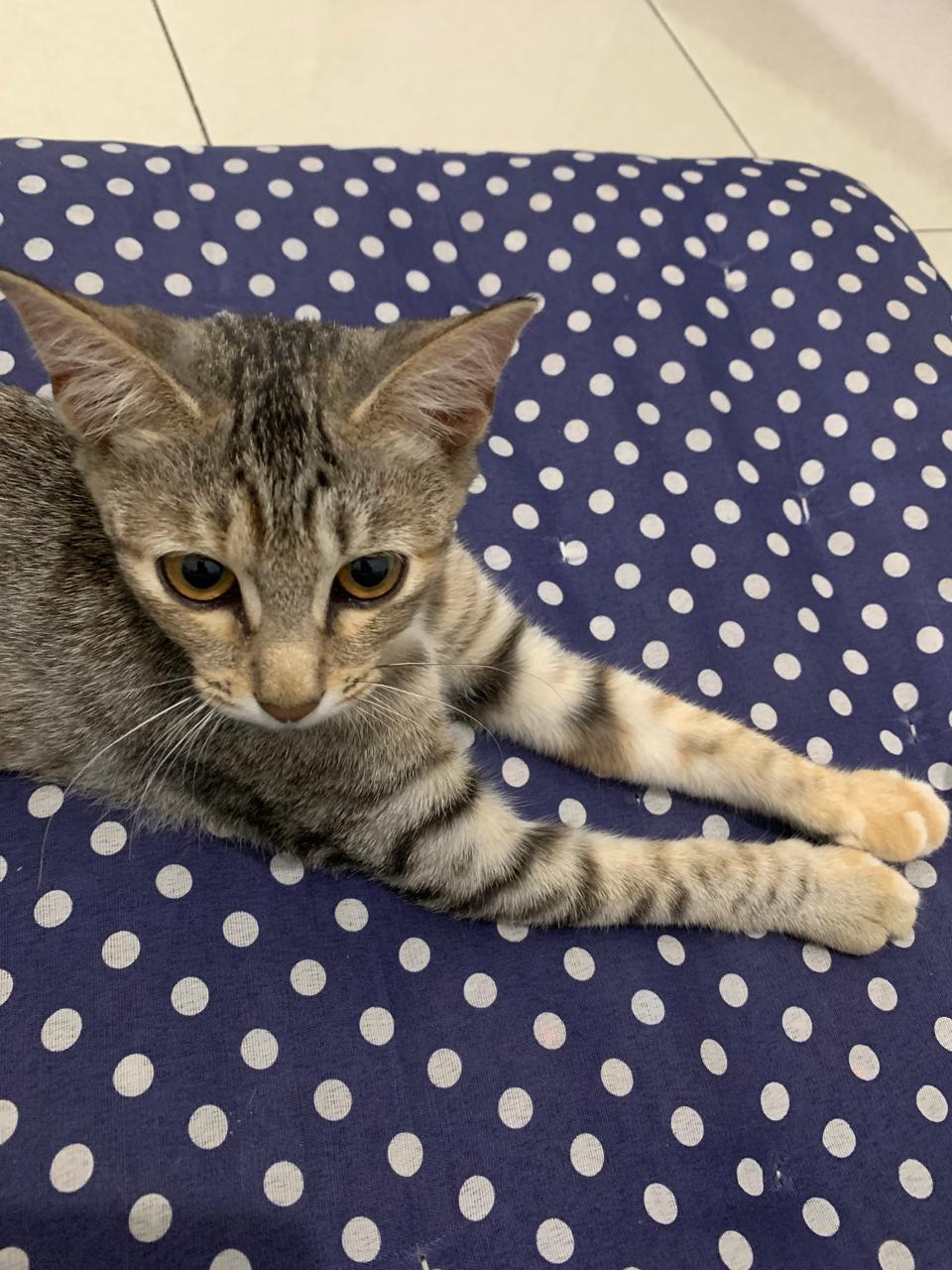 Kucingku: Bebi